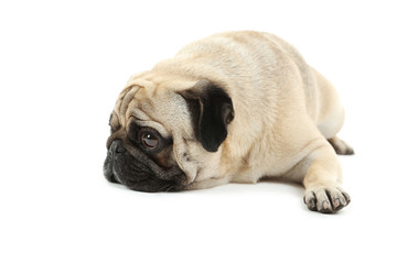 Funny pug dog isolated on a white