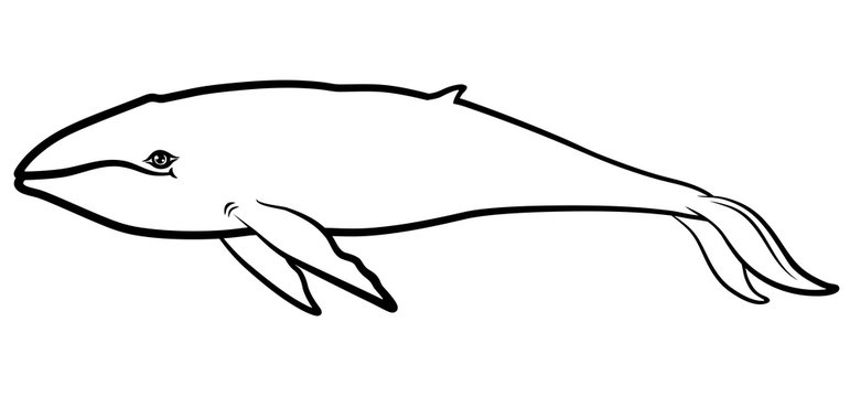 Cartoon contour whale