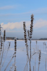 Landscape from Finland. Freezing weather at winter.