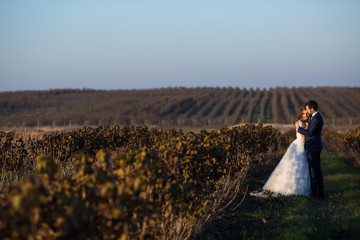 Obraz premium Fairytale romantic couple of newlyweds hugging at sunset in vineyard field wth bushes surrounding them