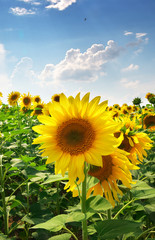 Meadow of sunflowers
