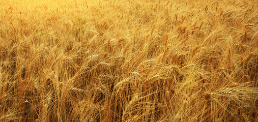 Texture meadow of wheat