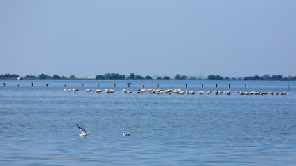 Flock of pink flamingos