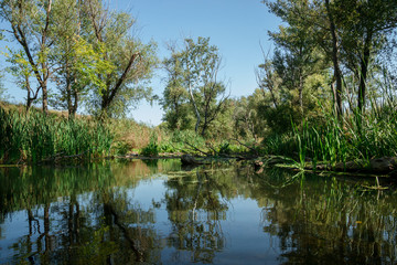 Fototapeta na wymiar river among the trees