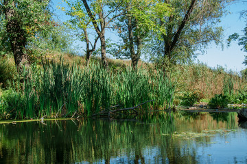 river among the trees