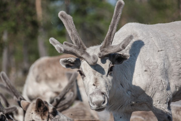 Deer in the harness at the camp Nenets