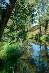 river among the trees