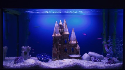 Night life FISH (TIMELAPSE)