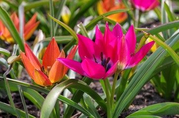 Wildtulpe little beauty und hageri splendens   - wild tulip little beauty and hageri splendens