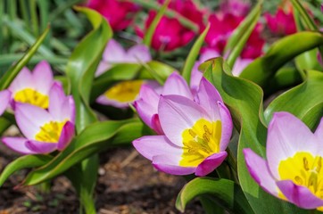 Wildtulpe Bakeri Lilac Wonder  - wild tulip Bakeri Lilac Wonder © LianeM