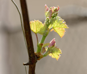 Close-up new young leaves of grape plant.