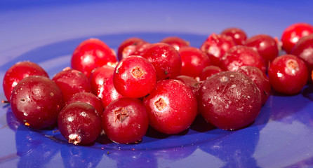 The frozen cranberry berries on a blue plate
