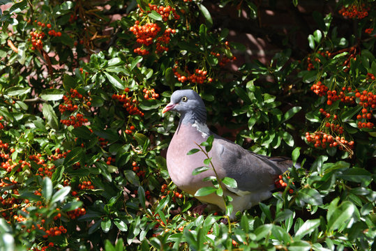 Gołąb Grzywacz  (Columba palumbus) + Ognik szkarłatny (Pyracantha coccinea M.Roem) w Utrechcie - Holandia