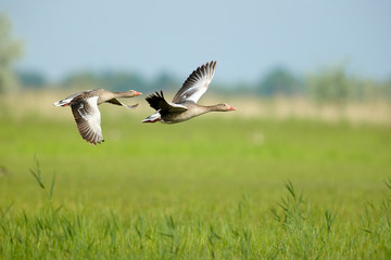 Gänse © alexanderoberst