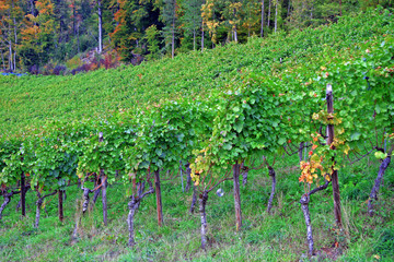 Vineyard / Vineyard in Switzerland (Hornussen, Aarau)