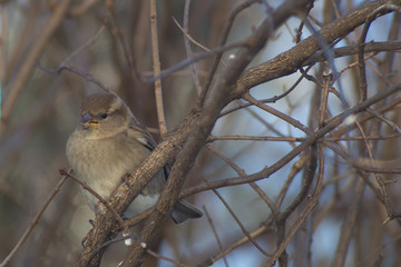Cinciallegra, cinciarella, pettirosso, codirosso, passero mangia pallina grasso mangiatoia. Mangiatoia per uccelli, birdgardening