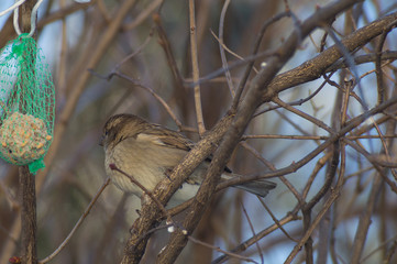 Cinciallegra, cinciarella, pettirosso, codirosso, passero mangia pallina grasso mangiatoia. Mangiatoia per uccelli, birdgardening