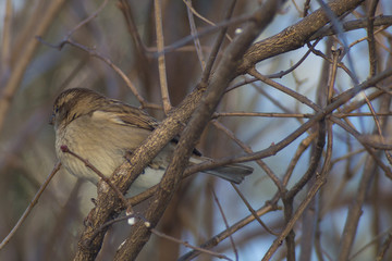 Cinciallegra, cinciarella, pettirosso, codirosso, passero mangia pallina grasso mangiatoia. Mangiatoia per uccelli, birdgardening