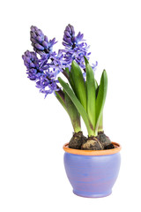 Purple hyacinth in blue flowerpot isolated over white 