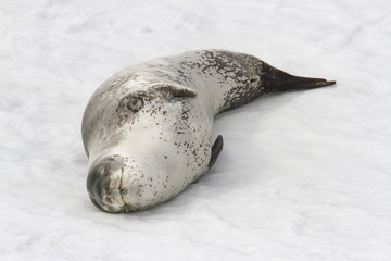Adult leopard seal