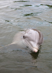 dolphin close-up
