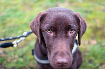 Portrait Labrador, Hund, Hundeplatz