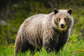  Grizzly Bear (Ursus arctos horribilis)