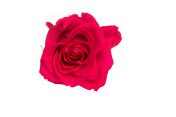 Isolated pink rose on a white background