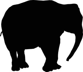 Silhouette of an elephant