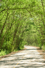 Obraz premium Trees of Tunnel