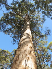 Fototapeta premium Dave Evans Bicentennial Tree, in Warren National Park, Western Australia 