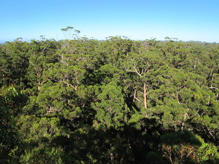 Dave Evans Bicentennial Tree, in Warren National Park, Western  Australia
