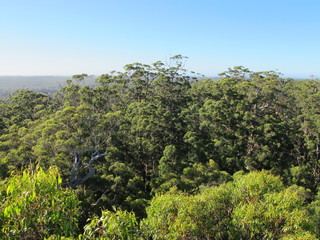 Dave Evans Bicentennial Tree, in Warren National Park, Western  Australia
