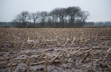 Dead rotting corn plants on and icy cold field. Harsh winter kills crops