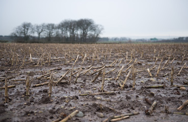 Dead rotting corn plants on and icy cold field. Harsh winter kills crops