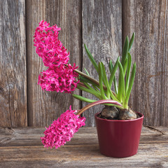 Growing pink hyacinth flower in  flowerpot on wooden background. Toned, soft focus 