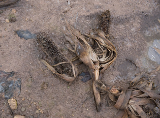Dead rotting corn plants on and icy cold field. Harsh winter kills crops