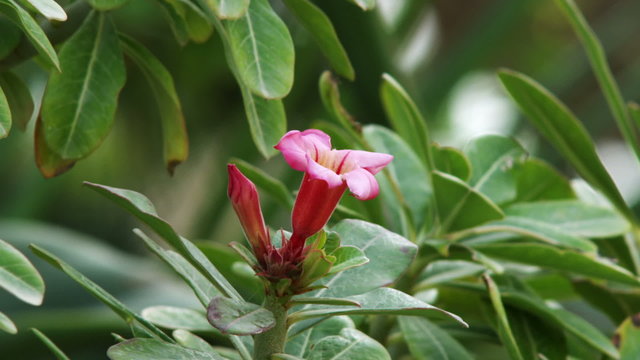 Royalty Free Stock Video Footage of a pink flower on a green shrub shot in Israel at 4k with Red.