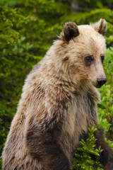 Obraz premium Grizzly Bear (Ursus arctos horribilis)