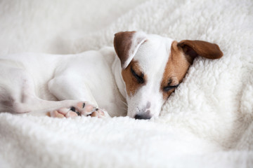 Dog sleeping on a bed