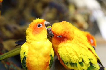 Sun Conure ( Aratinga solstitialis solstitialis)
