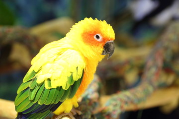 Sun Conure ( Aratinga solstitialis solstitialis)
