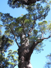 Karri Trees, West Australia
