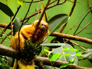 Crédence de cuisine en verre imprimé Singe Small orange monkey sitting on a tree branch