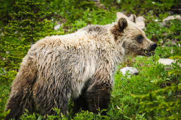 Obraz premium Grizzly Bear (Ursus arctos horribilis)