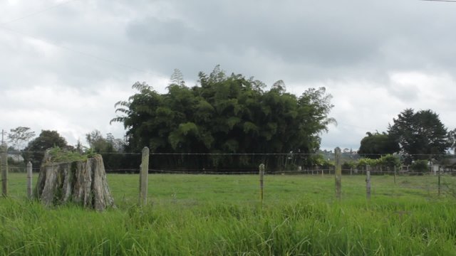 &aacute;rbol cortado camino guadua