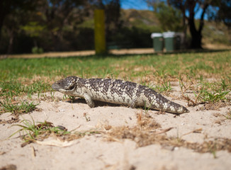 Bobtail Skink running around in the grass