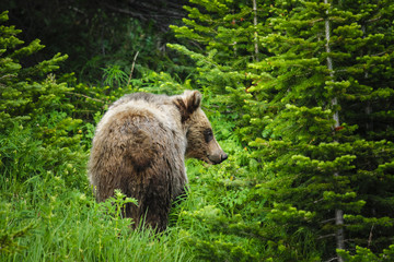  Grizzly Bear (Ursus arctos horribilis)