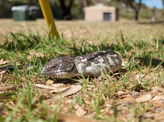 Bobtail Skink running around in the grass