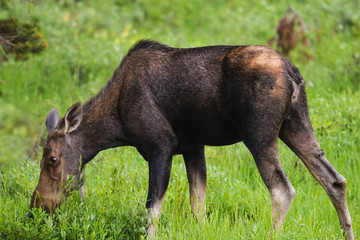 Moose (Alces alces)